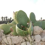 Mood Mythology 4* Għarb