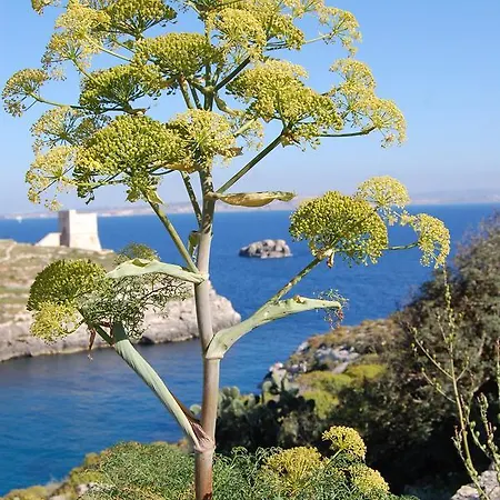 Mood Mythology فندق مبيت وإفطار Għarb