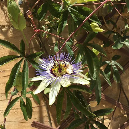 Mood Mythology Bed and Breakfast Għarb