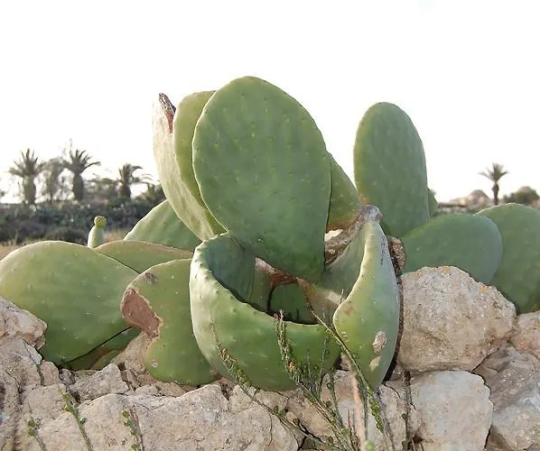 Mood Mythology 4* Għarb