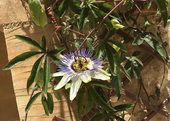 Mood Mythology Bed & Breakfast Għarb